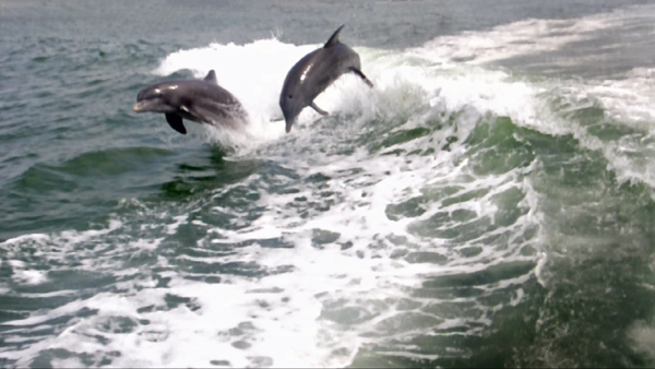 dolphins surfing the wake